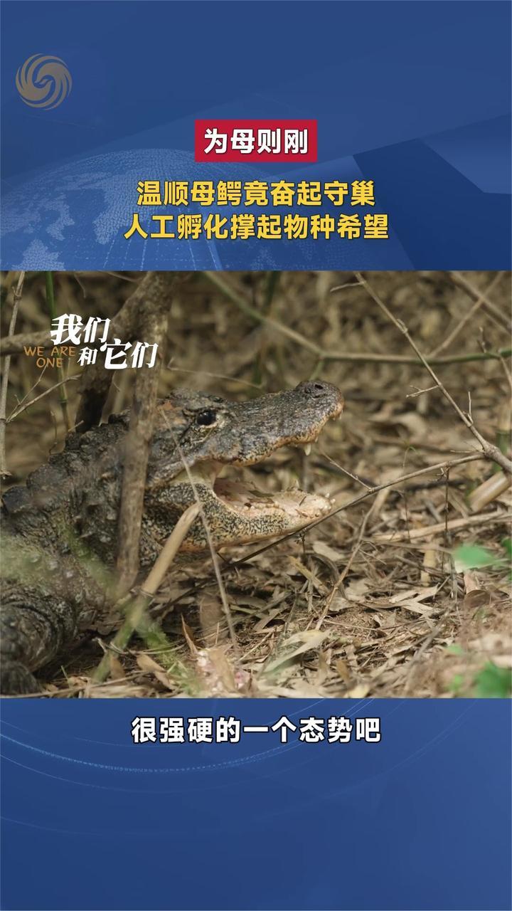为母则刚 温顺母鳄竟奋起守巢 人工孵化撑起物种希望