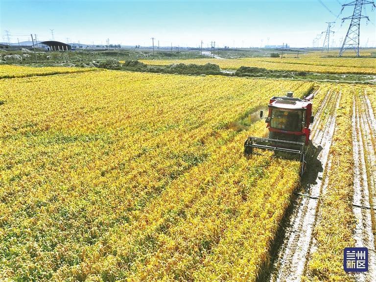 收割机在玉米地里轰鸣驰骋　资料图