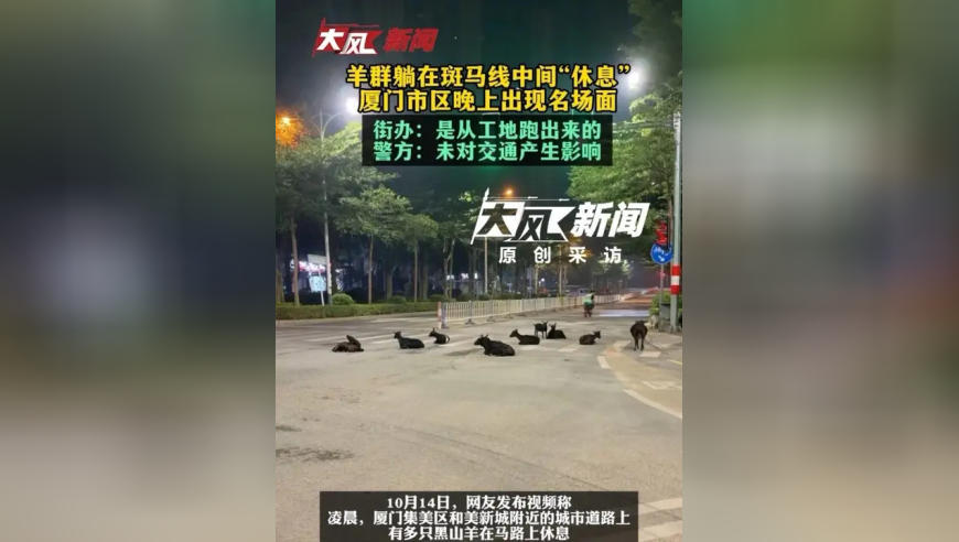 羊群直接躺在斑马线中间“休息”，厦门市区晚上出现名场面