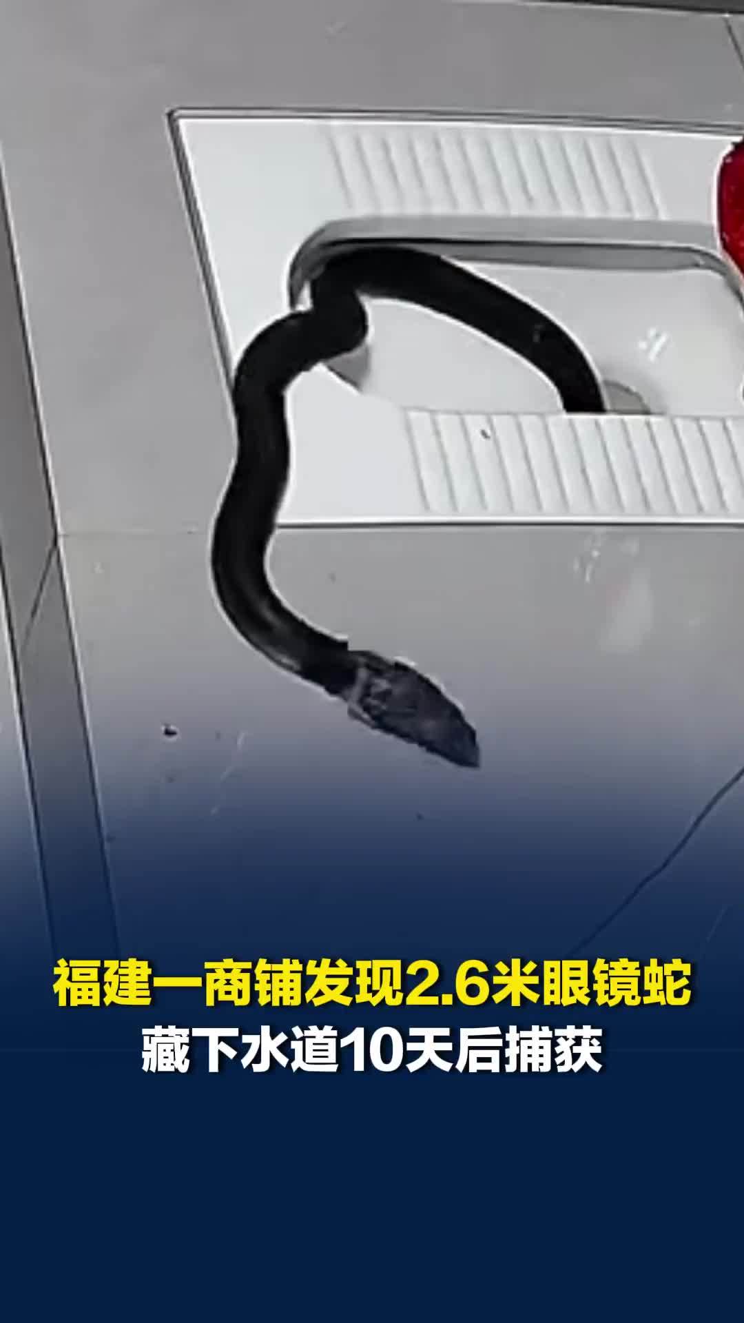 福建晋江一商铺发现2.6米眼镜蛇，藏下水道10天，老板在笼中放置活老鼠引蛇出洞
