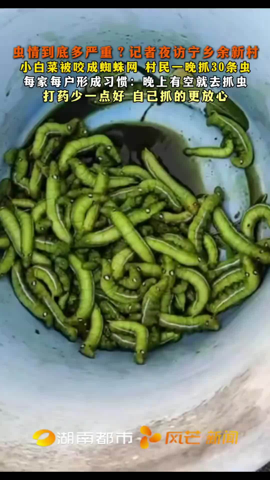 小白菜被咬成蜘蛛网 村民一晚上抓30条虫