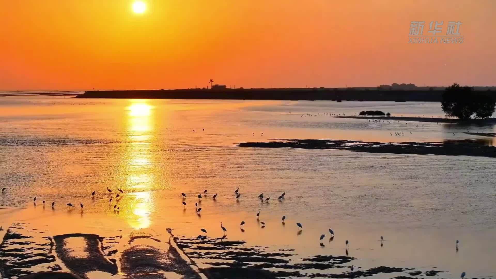 广东廉江：海堤落日绘就滨海生态画卷