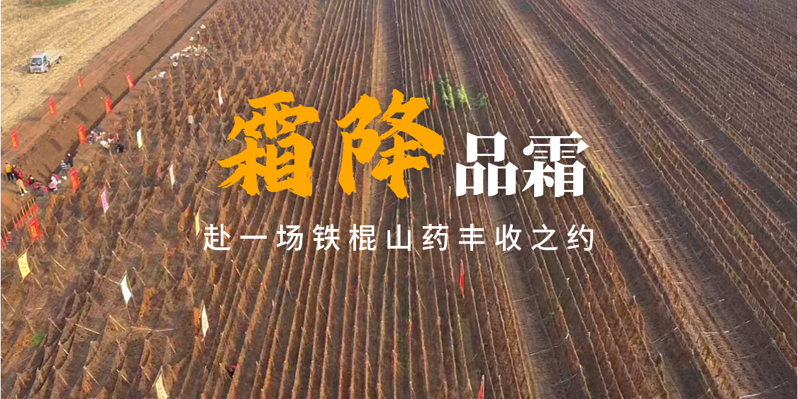 霜降品霜，赴一场铁棍山药丰收之约