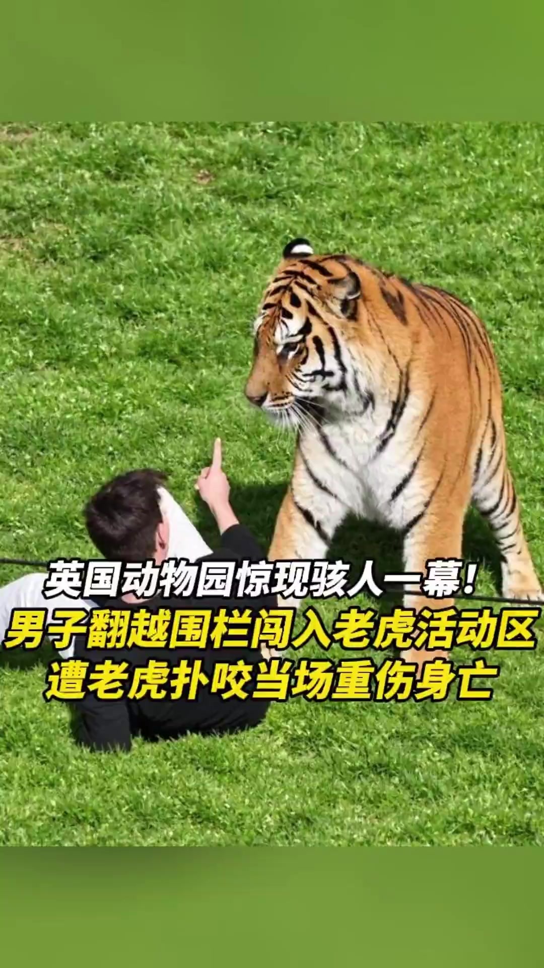 男子翻越围栏闯入老虎活动区，遭老虎扑咬当场重伤身亡