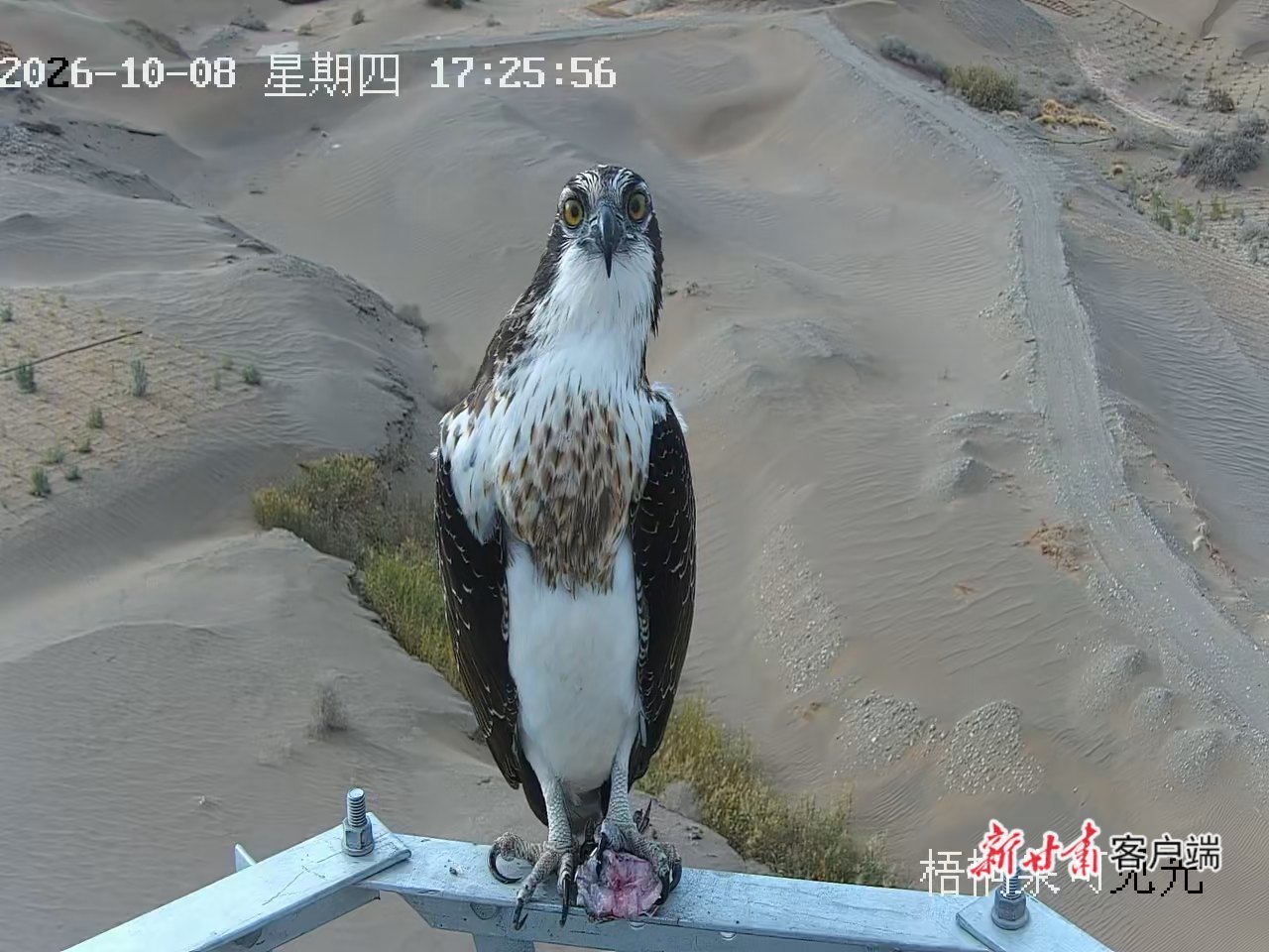敦煌阳关湿地监测到的“捕鱼能手”鹗 新甘肃·甘肃日报通讯员 薛玉洁 摄