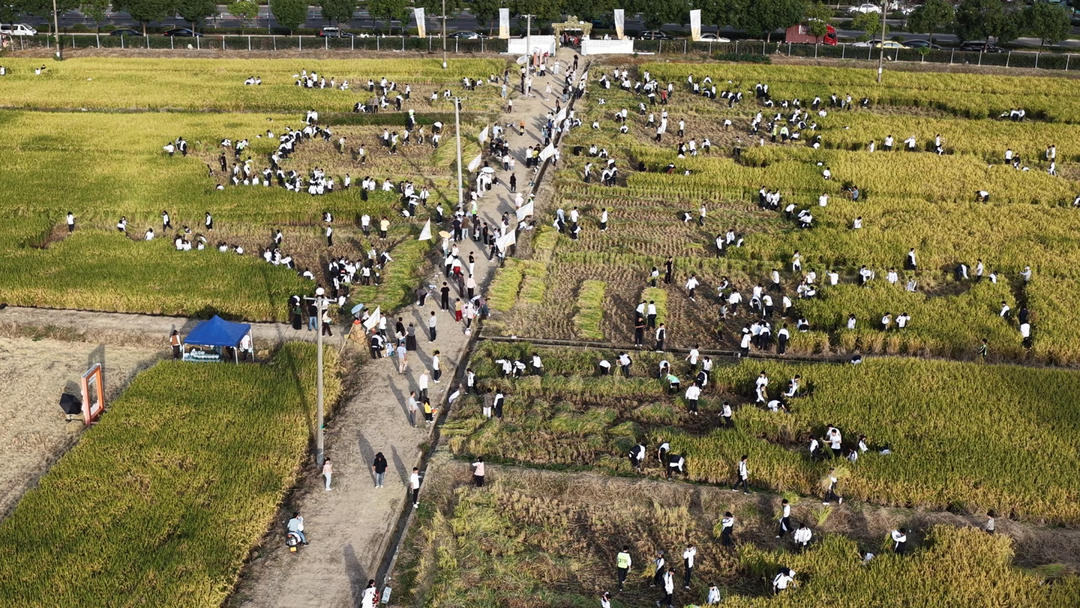 稻浪翻涌少年行：世界粮食日，千名少年把劳动课堂搬进希望田野！