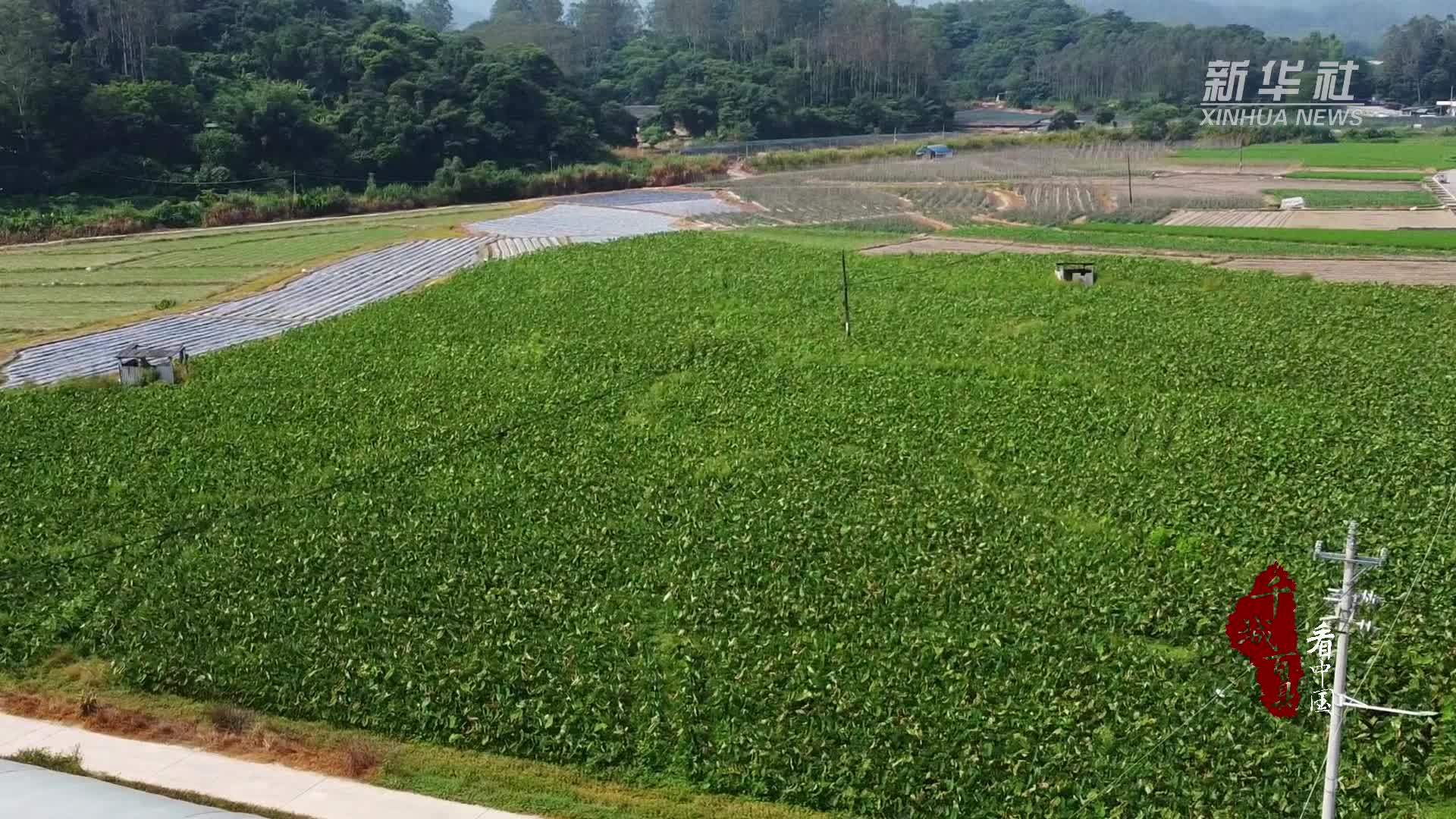 千城百县看中国｜福建长泰：“芋”见金秋好丰收