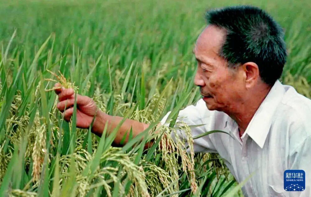 20世纪90年代末，袁隆平在观察两系法杂交晚稻的生长情况。