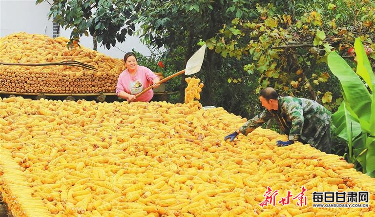 近日，徽县嘉陵镇高山区晚熟玉米喜获丰收。新甘肃&middot;甘肃日报通讯员　李旭春