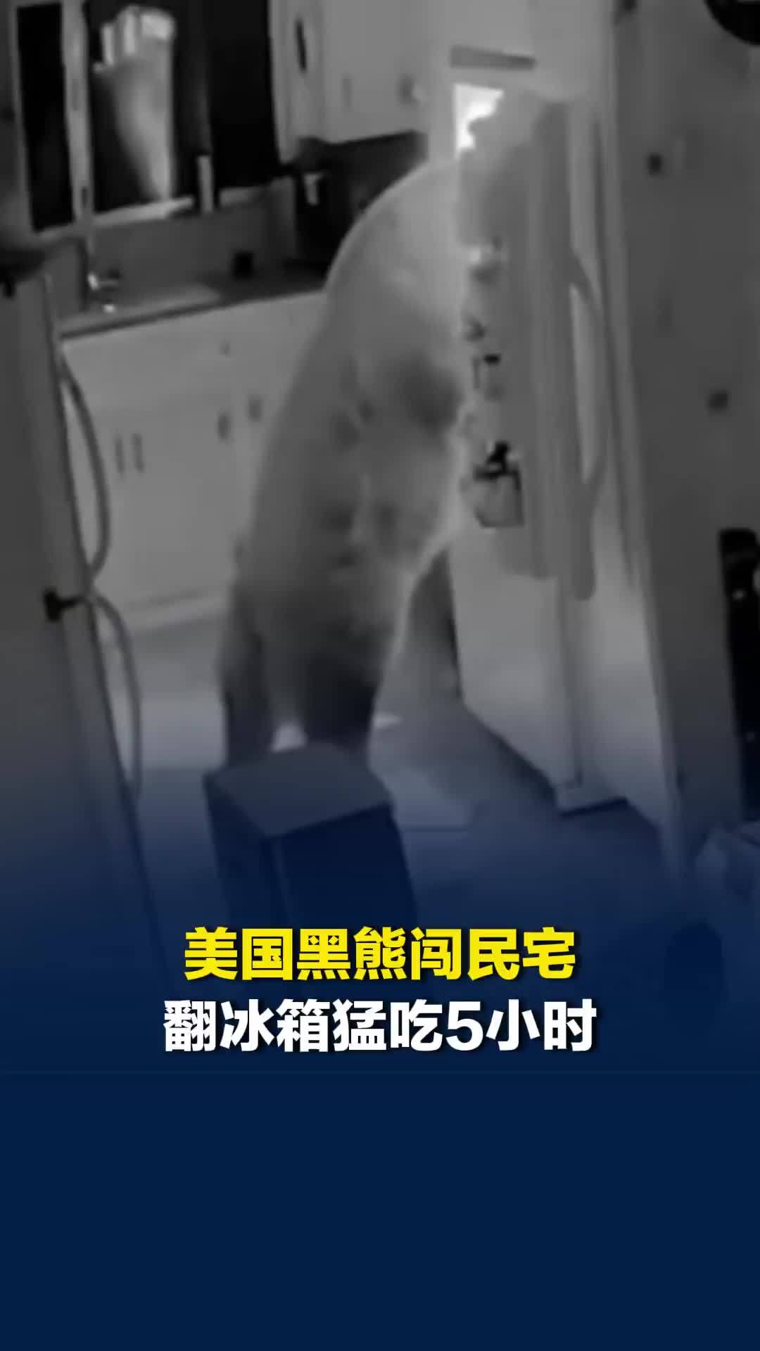 美国黑熊闯民宅翻冰箱猛吃5小时，偏爱巧克力和糖浆