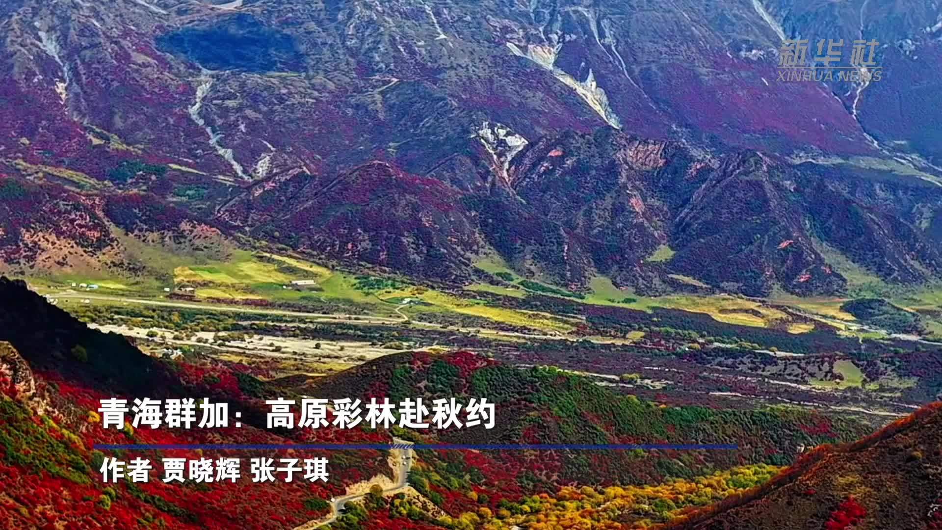 青海群加：高原彩林赴秋约