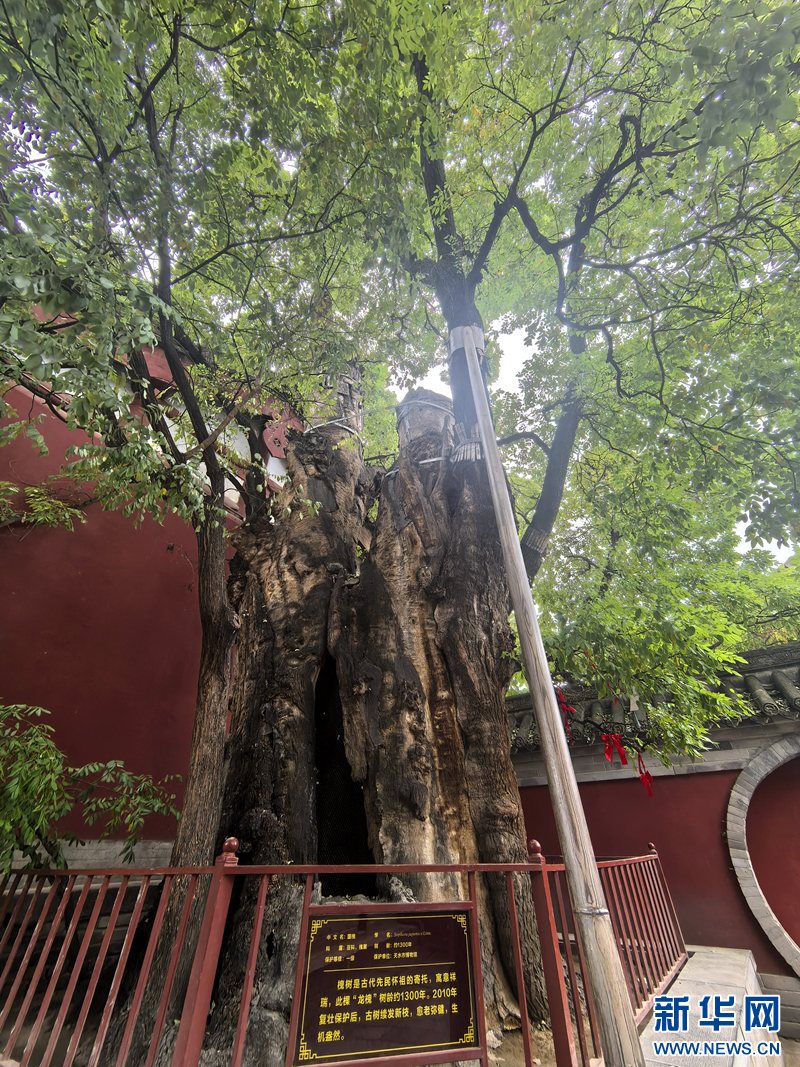 这是甘肃省天水市伏羲庙内树龄约1300年的国槐
