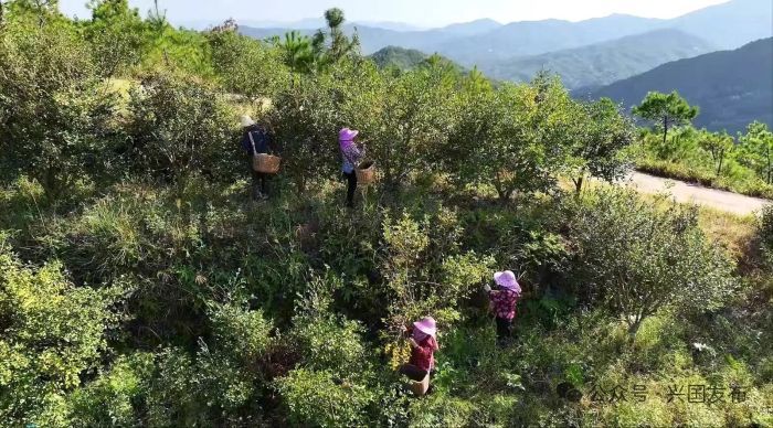 在兴国县隆坪乡兰溪村油茶基地,林农们穿梭林间,抓紧采摘寒露籽油茶。