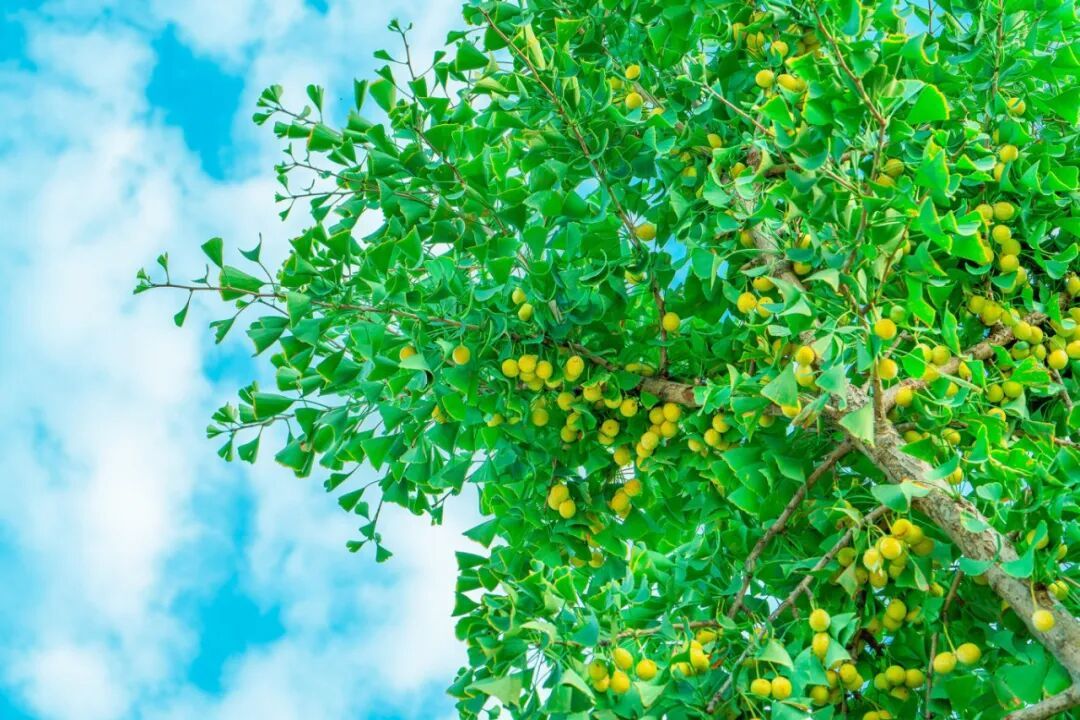 千库网_秋天植物风景白昼银杏果树户外拍摄摄影图配图_摄影图编号240343.jpg