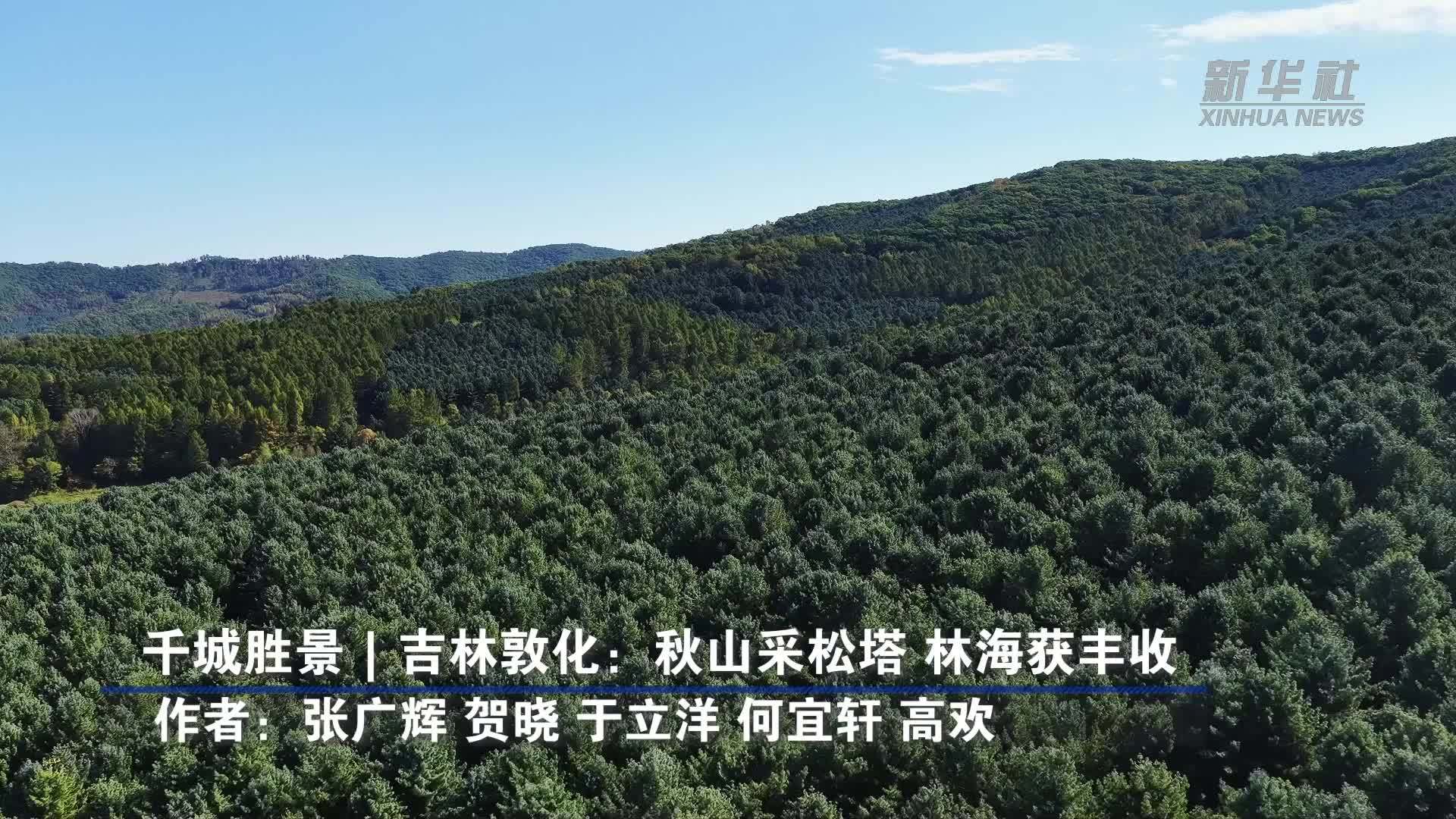 千城胜景｜吉林敦化：秋山采松塔 林海获丰收