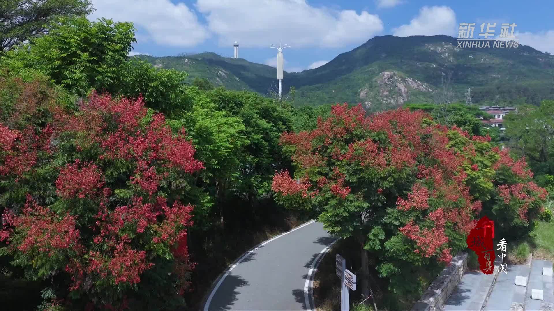 千城百县看中国｜福建晋江：栾树花开 秋景醉人