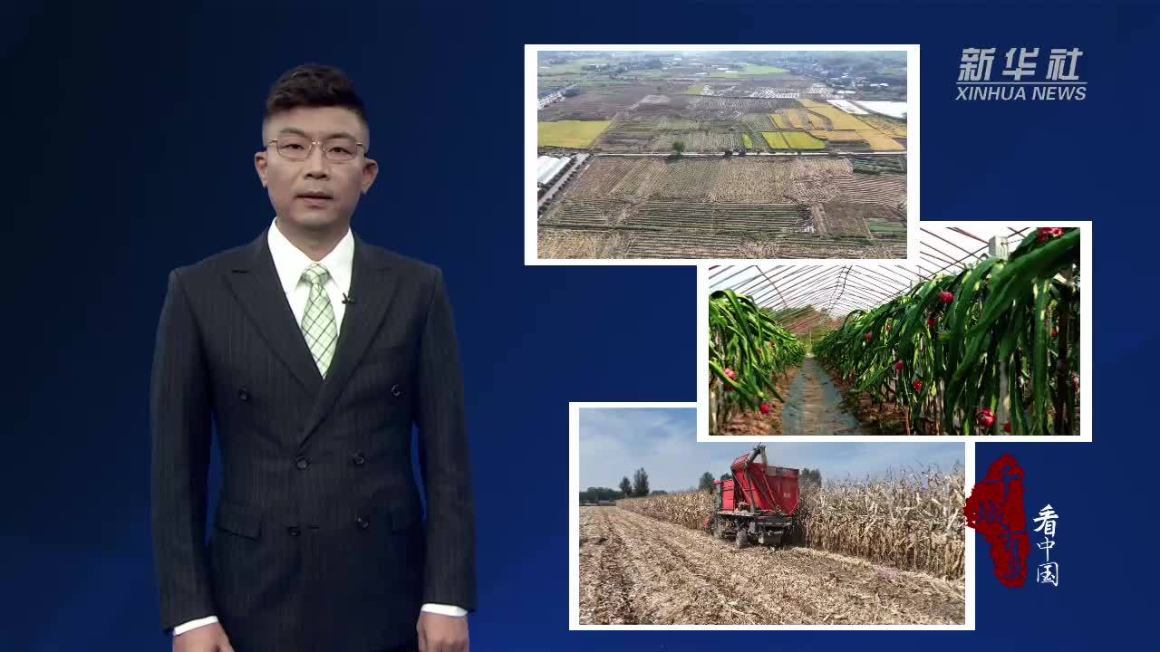 千城百县看中国｜金风拂沃野 粮果共丰收