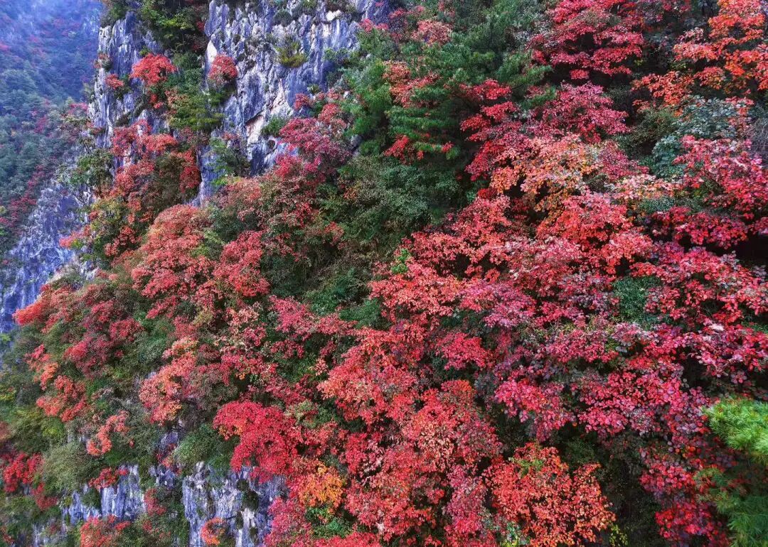 黄培军　摄