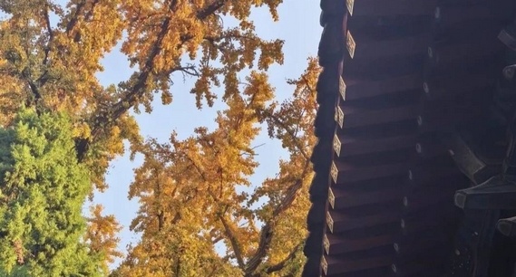 赴岱庙之约 静享秋日慢时光
