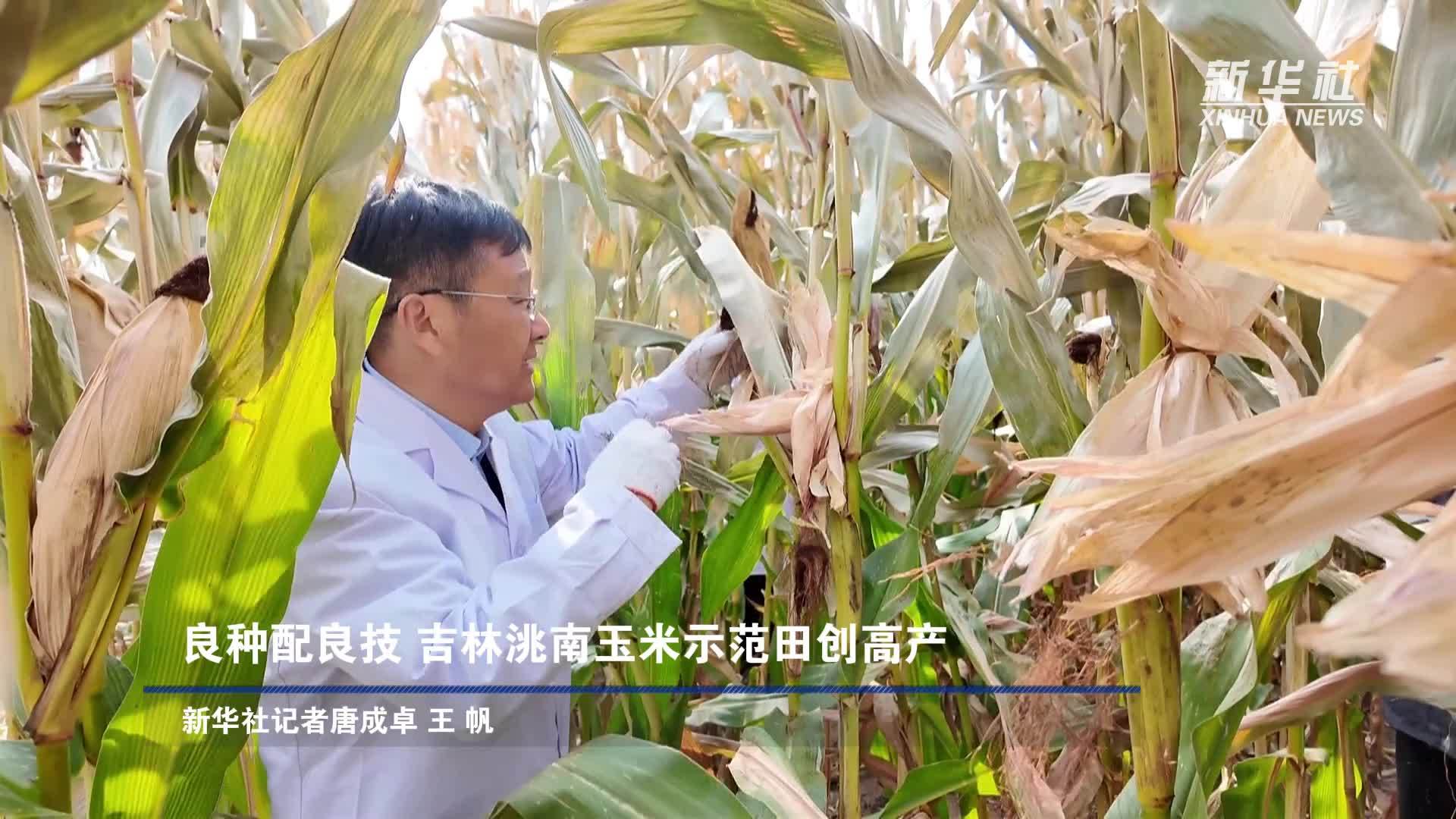 良种配良技 吉林洮南玉米示范田创高产
