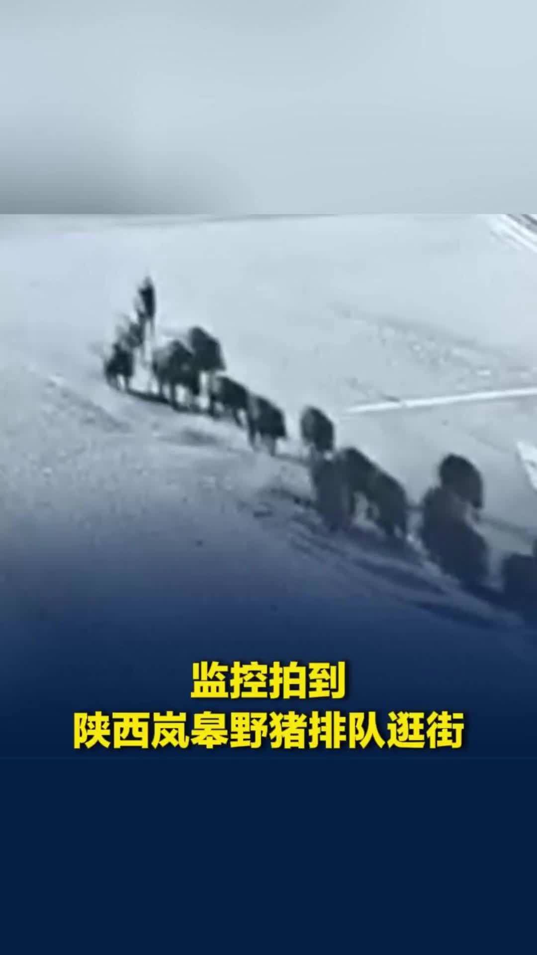 深夜“野猪小分队”出动！陕西一地野猪群排队进入街道，林业部门：正在跟进调查中