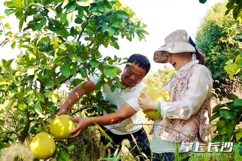 宁乡大屯营镇梅湖村500亩柚子基地迎来大丰收,果园负责人成坚强和妻子在开心采摘。均为长沙晚报全媒体记者 张禹 通讯员 段华良 摄影报道