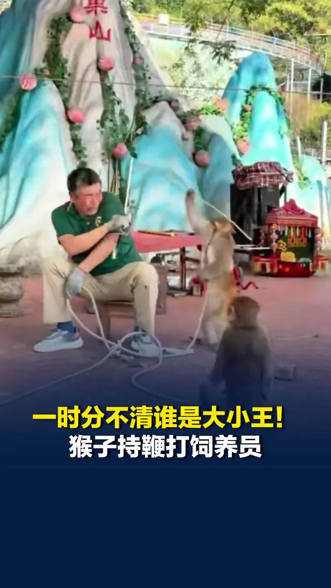 猴子持鞭打饲养员，网友称“一时分不清谁是大小王”，景区：是节目效果，表演全程可控