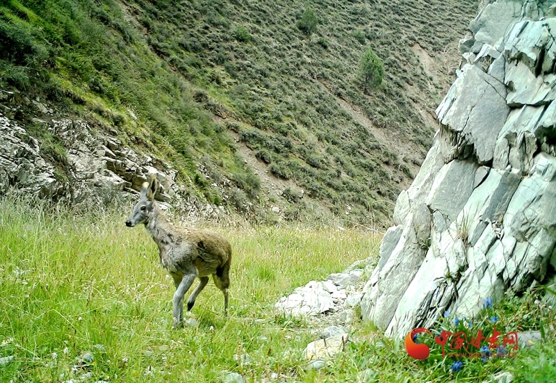马麝漫步山间,环顾周遭