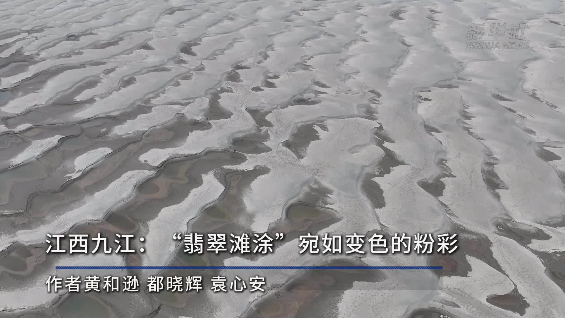 江西九江：“翡翠滩涂”宛如变色的粉彩