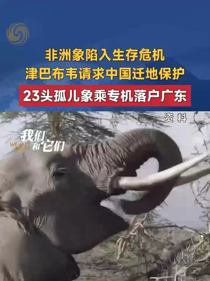 2015年，由于遭遇严重干旱、食物短缺及人象冲突，津巴布韦非洲象陷入生存危机。津巴布韦委托中国对非洲象实施迁地保护。广东长隆主动承接任务，从津巴布韦接回23头被救助的孤儿象，在清远长隆森林王国落户安家