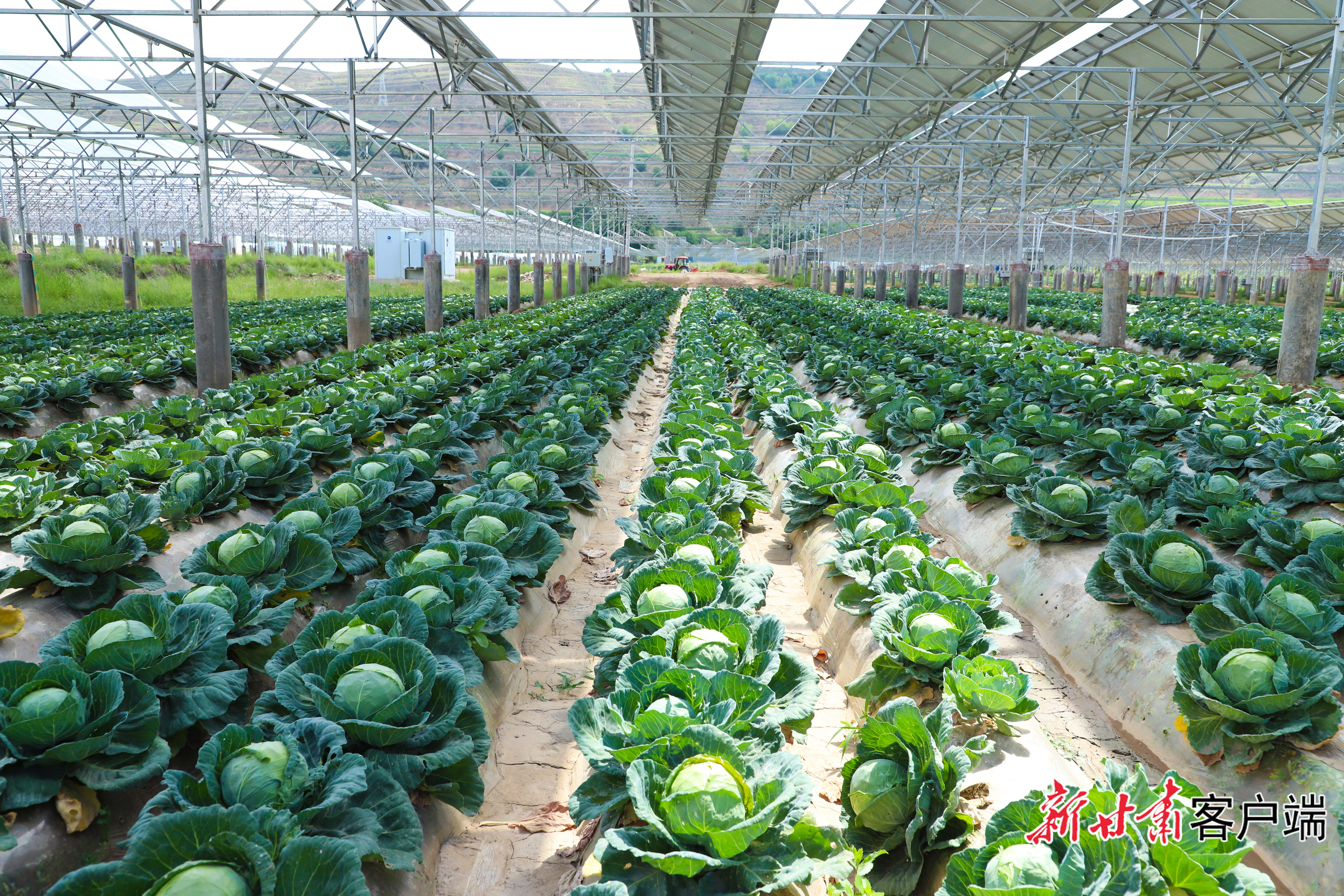 榜罗镇四新村大力发展设施农业取得成效　新甘肃&middot;甘肃日报通讯员　田倩倩