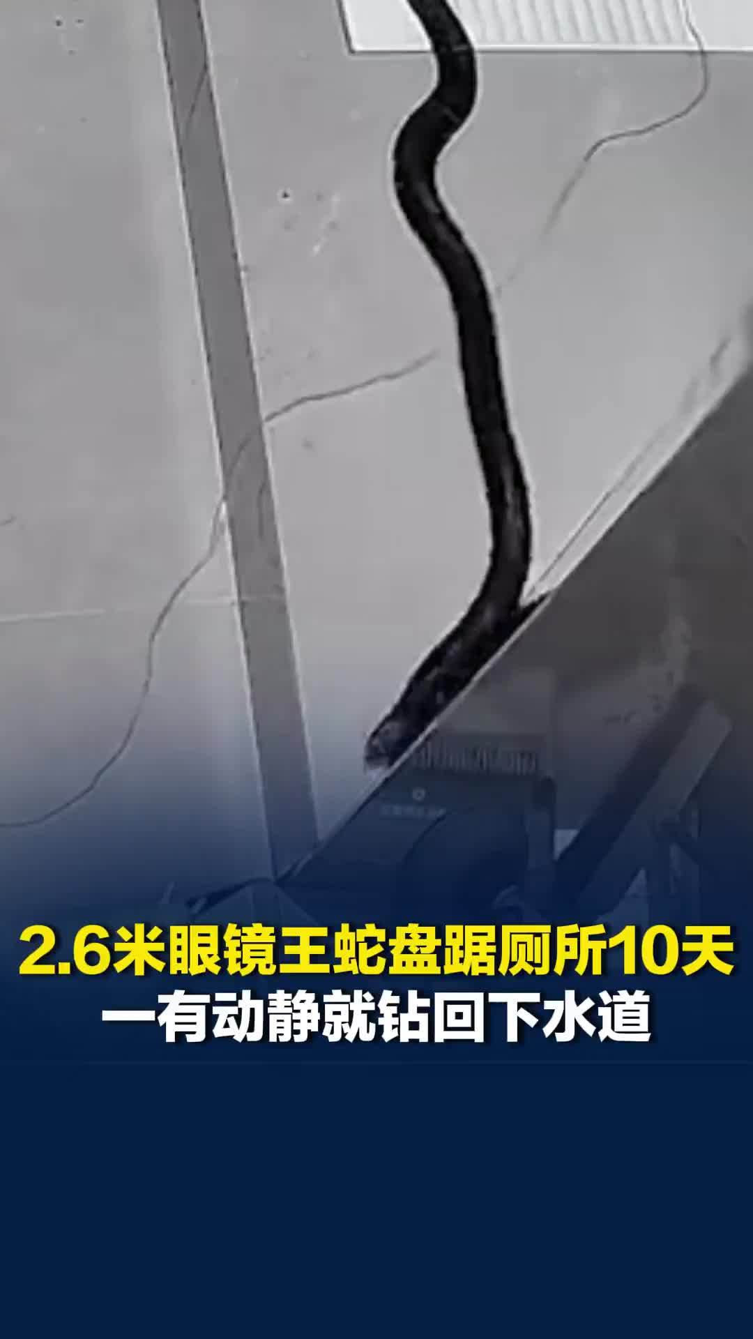 2.6米眼镜王蛇盘踞厕所10天，一有动静就钻回下水道，装监控蹲守6天后成功抓获