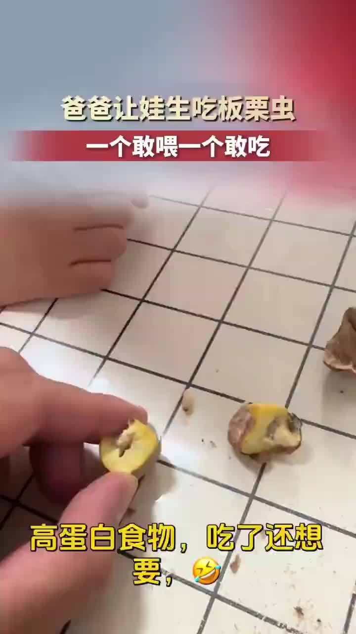 爸爸称板栗虫是高蛋白哄女儿生吃