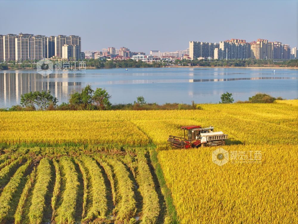 2026年10月12日,江西省吉安市泰和县塘洲镇永昌村水稻丰收,农民驾驶收割机正在收割水稻。