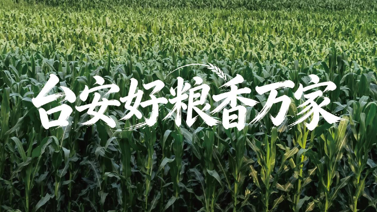 台安好粮香万家
