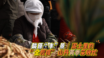 甘肃张掖：泥土里的“金疙瘩”　山丹黄参采收忙