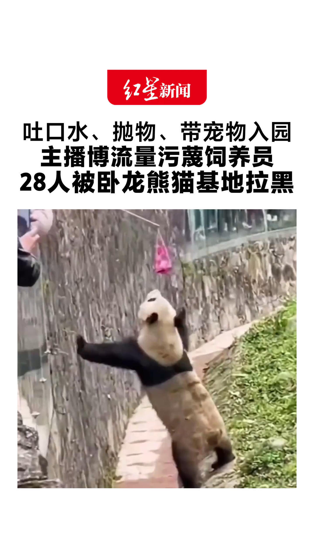 吐口水、抛物、带宠物入园 主播博流量污蔑饲养员 28人被卧龙熊猫基地拉黑 最大74岁60岁以上占半数