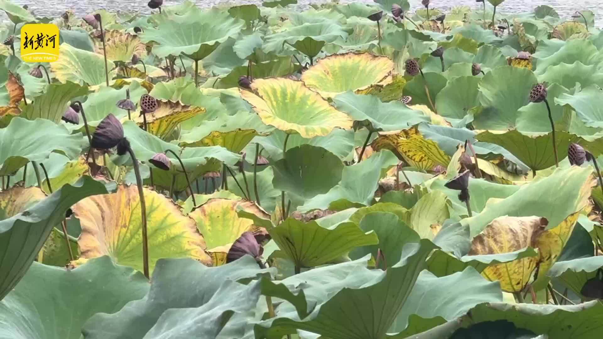 济南大明湖枯荷上线，泉城秋韵正浓