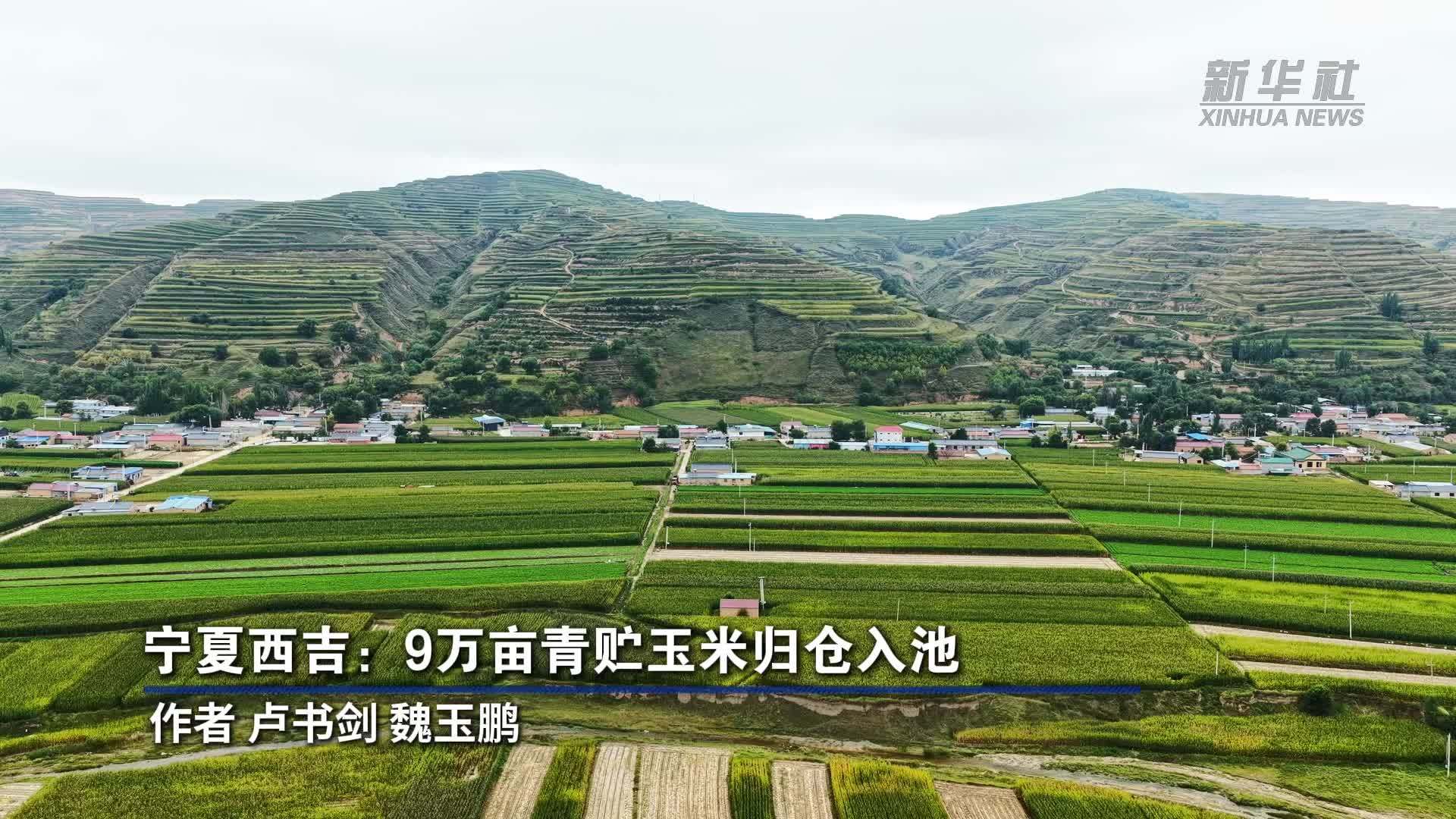 宁夏西吉：9万亩青贮玉米归仓入池