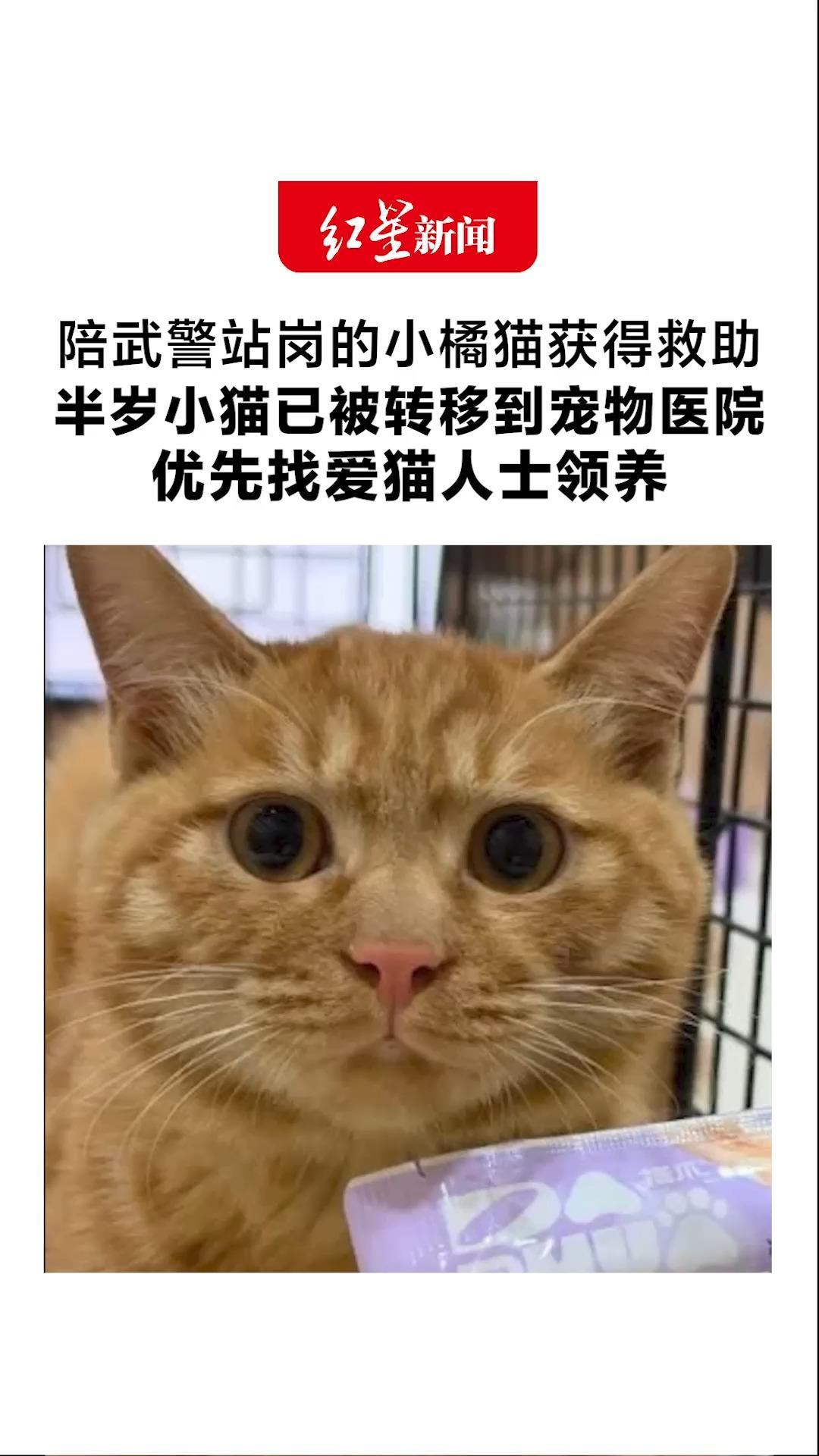 “天气凉了怎么办？”陪武警站岗的小橘猫获得救助 半岁小猫已被转移到宠物医院 优先找爱猫人士领养