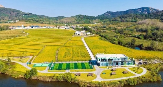 “向往的生活”！日照玉峰谷藏着一片治愈系的“金色海浪”