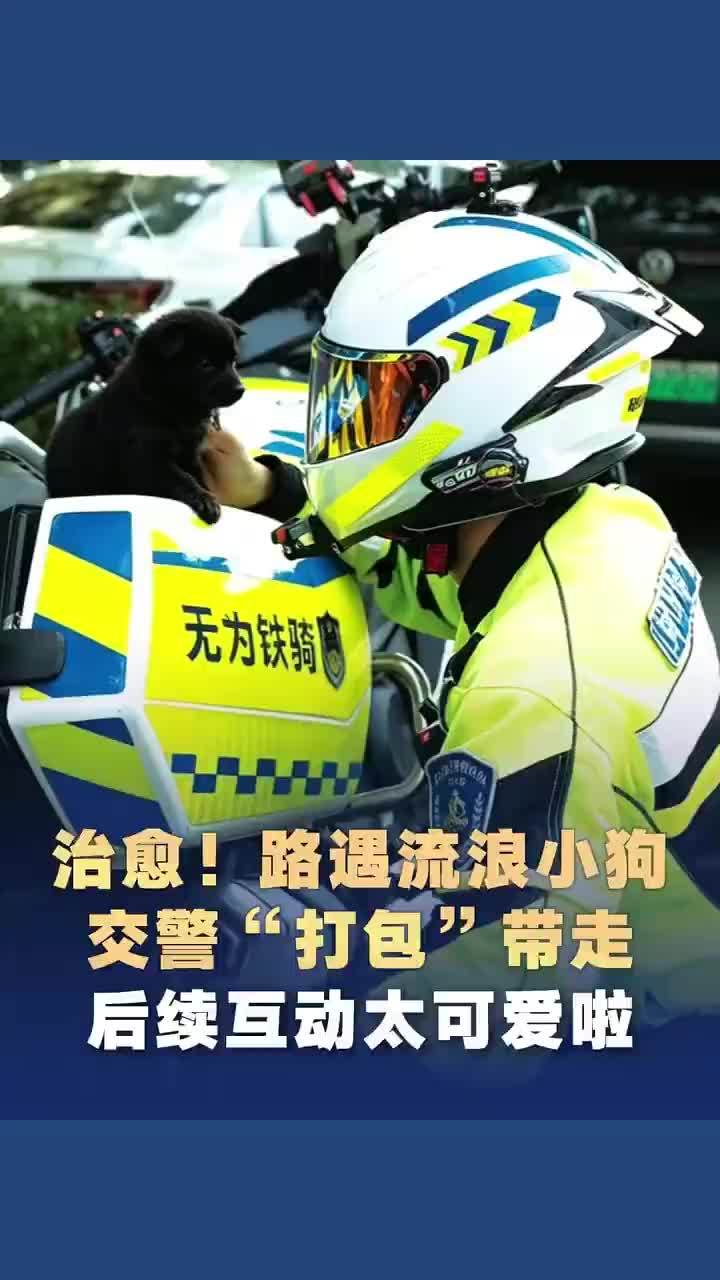 交警路遇3只流浪小狗打包带走，后续互动太可爱了