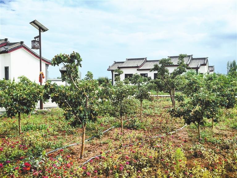 甘州区甘浚镇西洞村，山楂树栽满房前屋后。