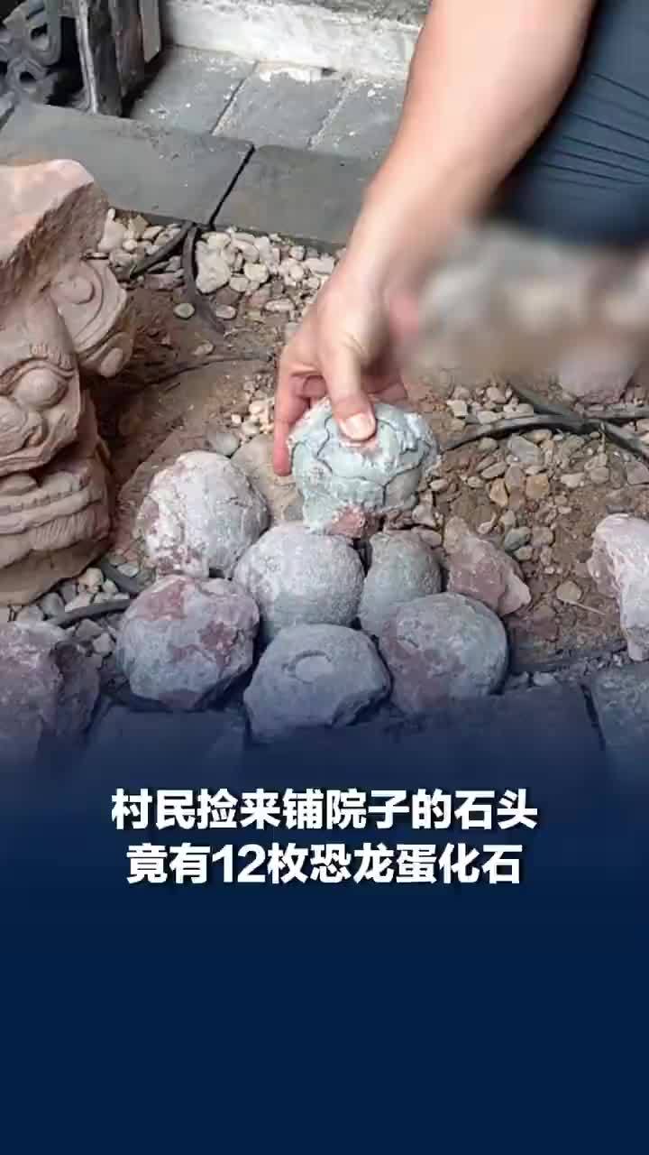 村民铺院子石头竟有12枚恐龙蛋化石