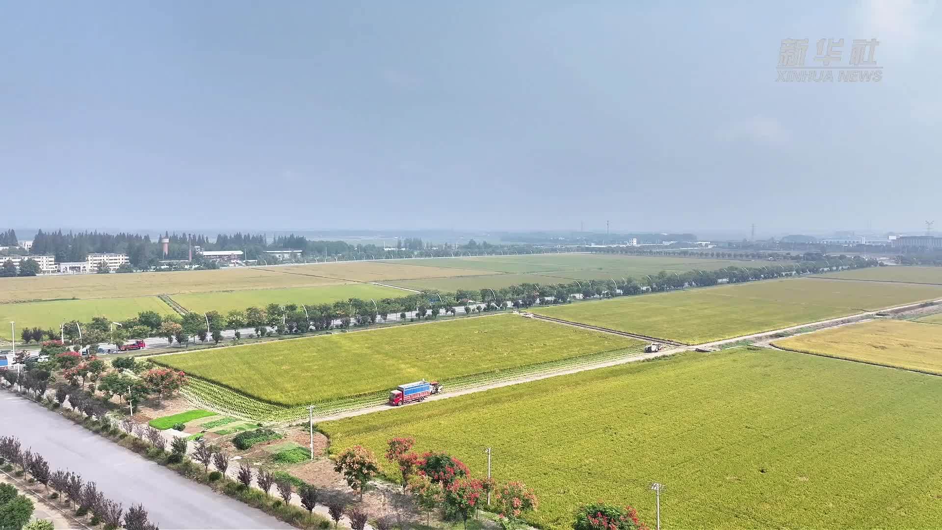 江苏淮安：水稻丰收收割忙