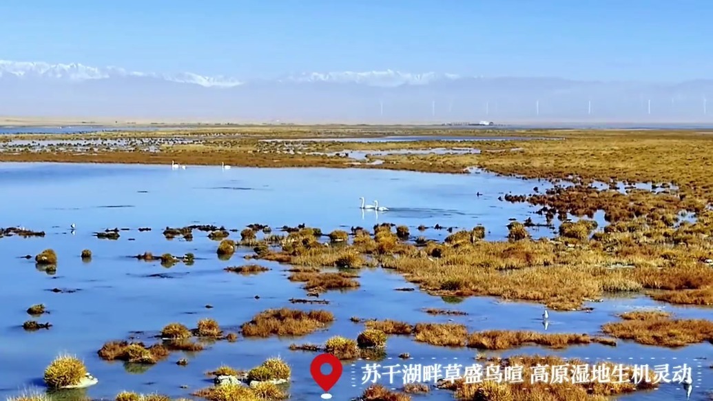 候鸟集结“湿”意拉满　甘肃阿克塞生态图景长这样