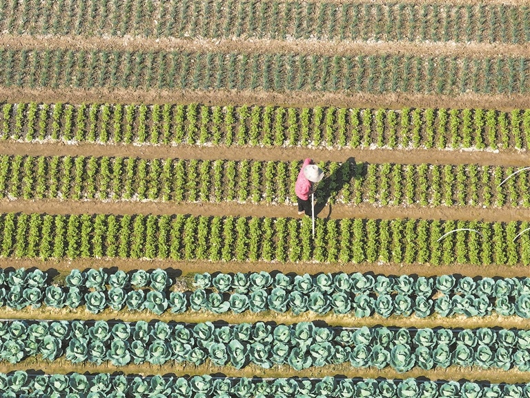 泰和县：管护蔬菜（图）