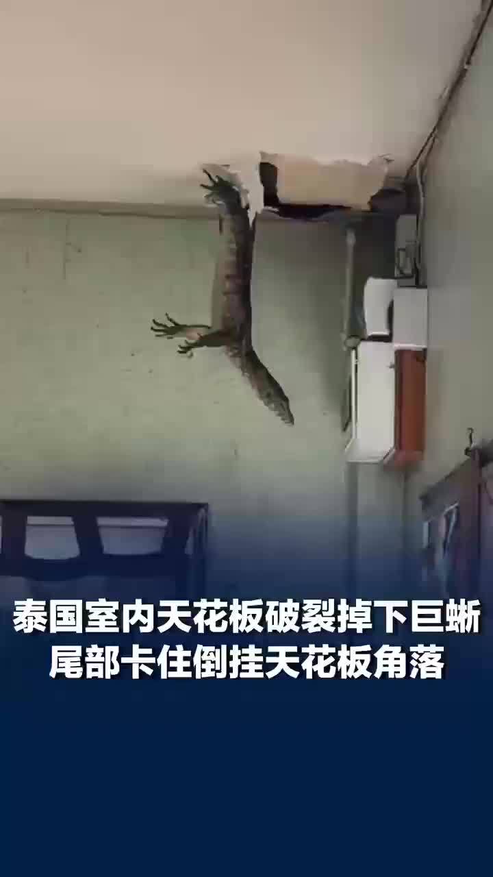 泰国一室内天花板破裂掉下巨蜥，尾部卡住倒挂天花板角落