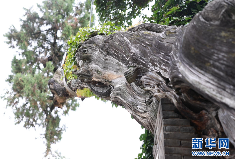 这是甘肃省天水市南郭寺内树龄2300多年的“春秋古柏”