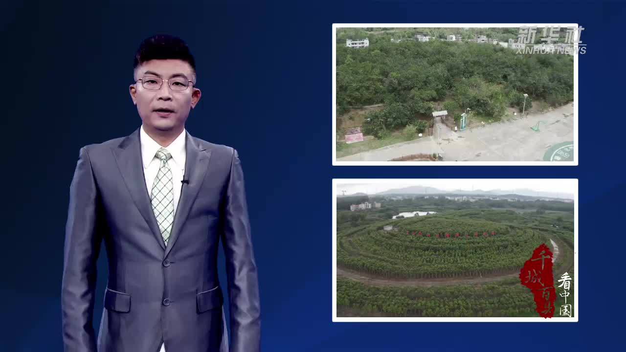 千城百县看中国｜广东茂名：南药飘香 产业兴农